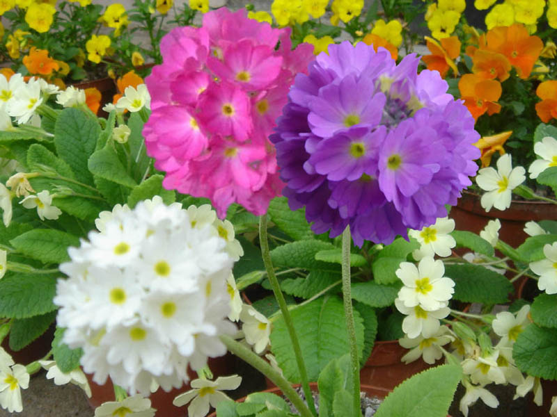 Primula denticulata photo
